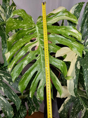 Monstera Thai Constellation XXL