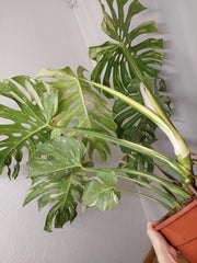 Monstera Thai Constellation XXL