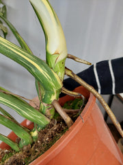 Monstera Thai Constellation XXL