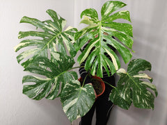 Monstera Thai Constellation XXL