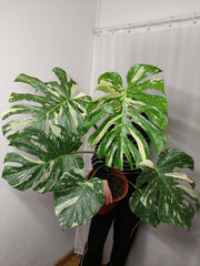 Monstera Thai Constellation XXL