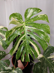 Monstera Thai Constellation XXL
