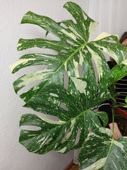 Monstera Thai Constellation XXL