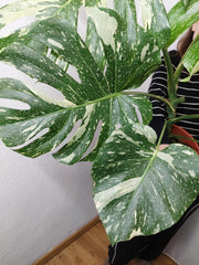 Monstera Thai Constellation XXL