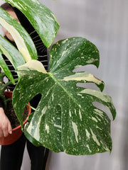 Monstera Thai Constellation XXL