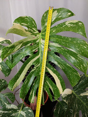 Monstera Thai Constellation XXL