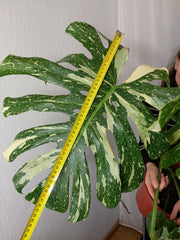 Monstera Thai Constellation XXL