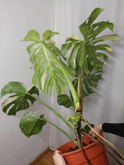 Monstera Thai Constellation XXL