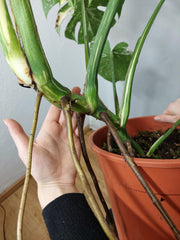 Monstera Thai Constellation XXL
