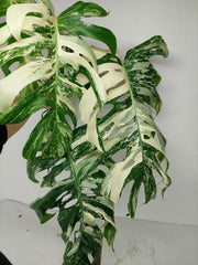 Sad Plants