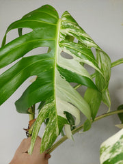 Sad Plants