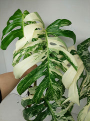 Sad Plants