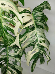 Sad Plants