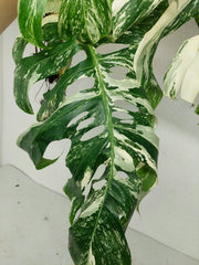 Sad Plants