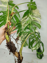 Sad Plants