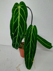 Sad Plants