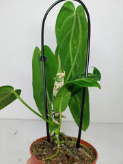 Sad Plants