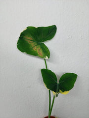 Sad Plants