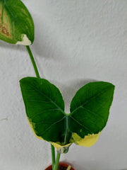 Sad Plants