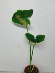 Sad Plants