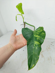 Sad Plants