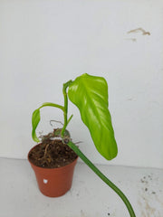 Sad Plants