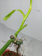 Sad Plants