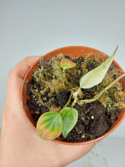 Sad Plants