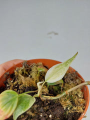 Sad Plants