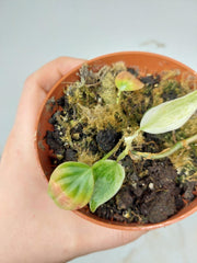 Sad Plants
