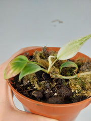 Sad Plants