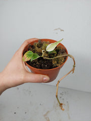 Sad Plants