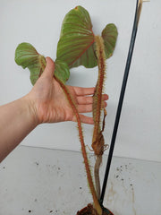 Sad Plants