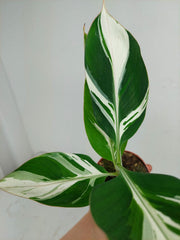 Musa Aeae Kuikawa Variegata