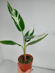 Musa Aeae Kuikawa Variegata