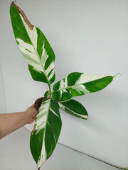 Musa Aeae Kuikawa Variegata