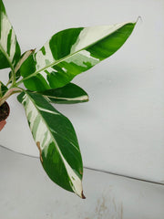 Musa Aeae Kuikawa Variegata