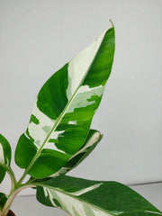 Musa Aeae Kuikawa Variegata