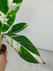 Musa Aeae Kuikawa Variegata