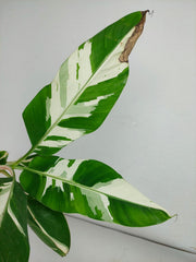 Musa Aeae Kuikawa Variegata