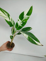 Musa Aeae Kuikawa Variegata