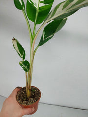 Musa Aeae Kuikawa Variegata
