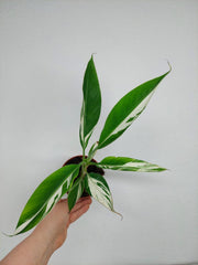 Musa Aeae Kuikawa Variegata