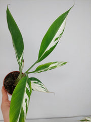 Musa Aeae Kuikawa Variegata