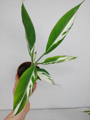 Musa Aeae Kuikawa Variegata