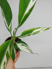 Musa Aeae Kuikawa Variegata