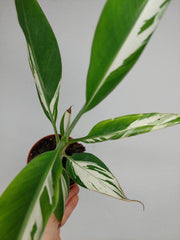 Musa Aeae Kuikawa Variegata