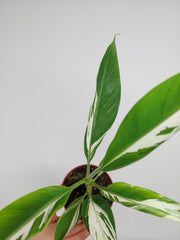 Musa Aeae Kuikawa Variegata