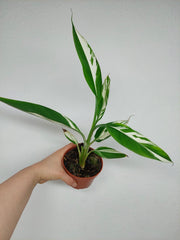 Musa Aeae Kuikawa Variegata