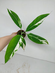 Musa Aeae Kuikawa Variegata